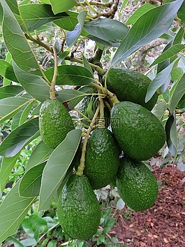 牛油果,水果,树