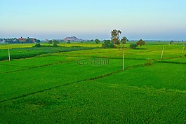 稻田,水稻种植,栋格珀德拉平原