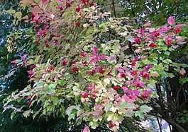 罗恩,红色,秋季