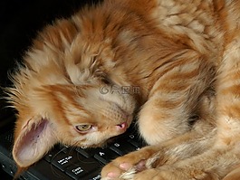 猫,它位于,动物