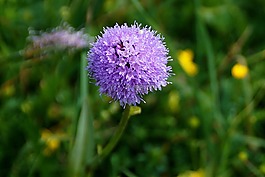 kugelorchis,traunsteine​​ra藻,兰花