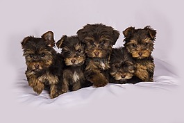 电子商务,可爱,心理健康