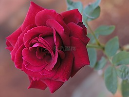 红玫瑰,花,自然