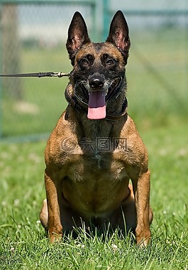马里努阿犬,狗,服务
