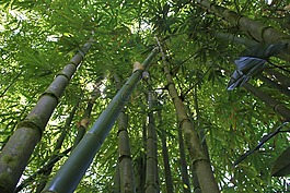 竹,竹林,夏威夷竹