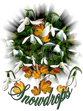 snowdrops,洁白的花朵,春