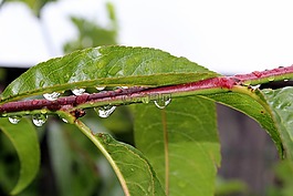 叶子,桃,雨