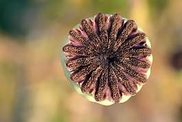 罂粟,罂粟胶囊,klatschmohn