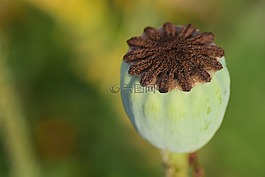 罂粟,罂粟胶囊,klatschmohn