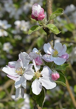 花蕾,蘋果花,春天