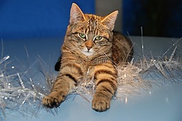 猫,圣诞,圣诞节装饰