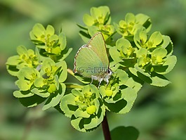 cejialba,callophrys鲁比,蝴蝶
