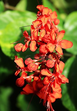 橙色,鲜花,绿色