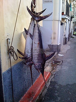 箭鱼,南意大利,卡拉布里亚