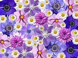 鲜花,蓝色,蓝色花
