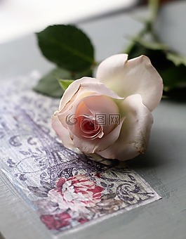 玫瑰,美容,花