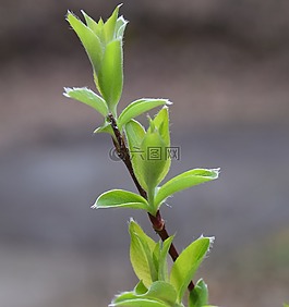 新的柳叶,柳,模糊