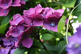 鲜花,红色,玫瑰