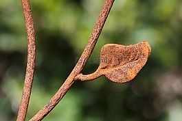叶子,篱笆,铁栅栏