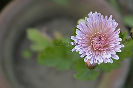 关闭了朵花,花,粉红色的花