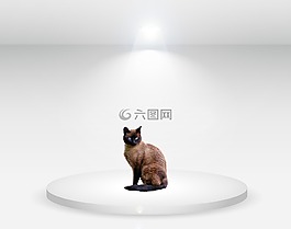 猫,工作室,白光