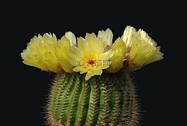 仙人掌,仙人掌花,notocactus 微小