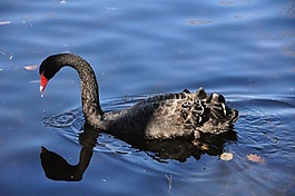 黑天鹅,ave,天鹅