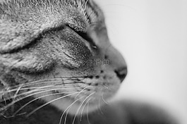 动物,猫,黑白