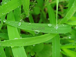 绿叶,露珠,野草