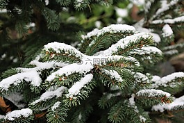 雪,第一场雪,云杉