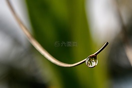 水,下降,嫩枝