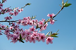 棵开花的树,花瓣,桃