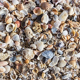 贻贝,海滩,贝壳