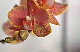 兰花,花,花室