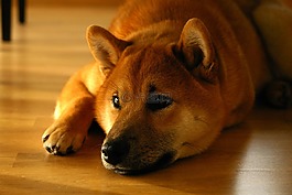 shiba inu,狗,微笑
