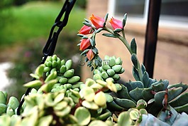 多汁,夏天,花