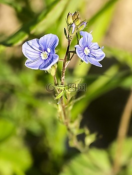 荣誉奖,花,开花