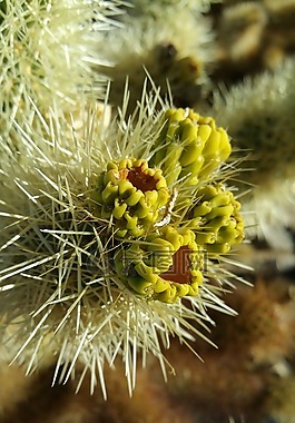 仙人掌,水果,带刺