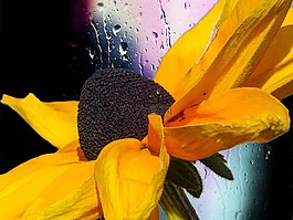 锥花,植物,自然