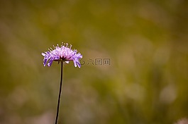 聋哑skabiose,scabiosa骨灰,忍冬科