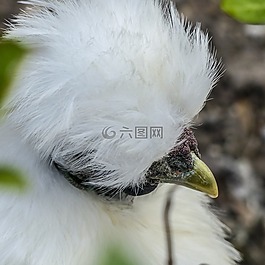 鸡,当斯,蓬松