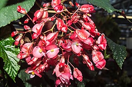 花,束鲜花,颜色