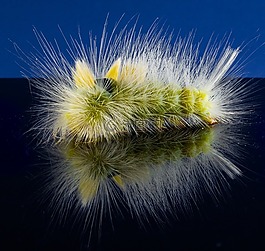 卡特彼勒,毛,刺