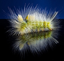 卡特彼勒,毛,刺