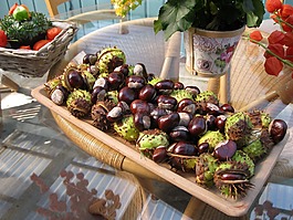 板栗,秋季,装饰