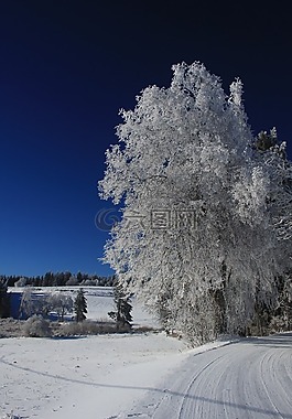 冬天,雪景,霜