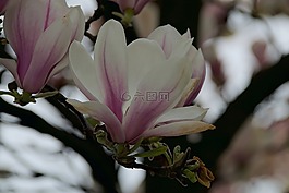 木兰,玉兰花,花