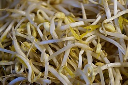 绿豆,豆芽,苗
