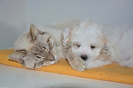 猫,狗,nap