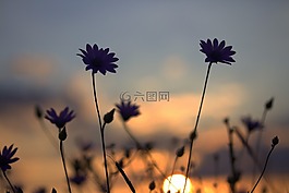 鲜花,营地,日落